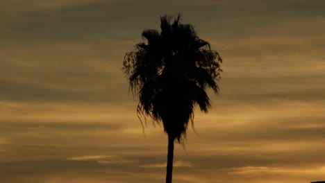 palm tree silhouette tropical sunset darker cloudy background california beach miami hawaii