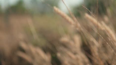 golden hour sunlight filtering through swaying tall grass, shallow focus