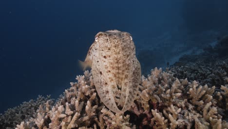 cuttlefish, sepia on a tropical coral reef changing color and texture to camouflage and blend with the environment