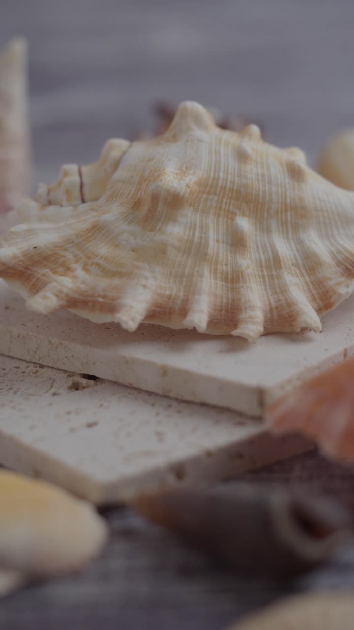 Detailed View of Seashells and Beige Stone Tiles