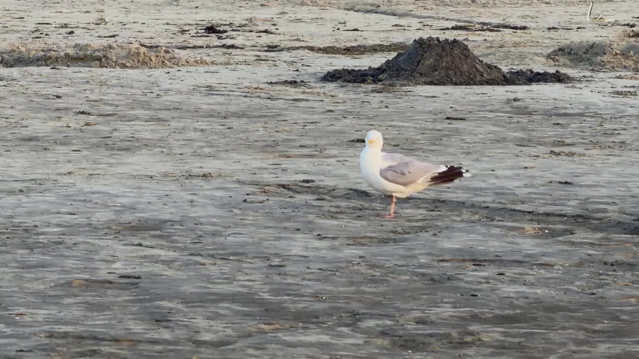 Gaivota solitária em pé sobre uma perna em uma praia de areia molhada, limpando suas penas brancas e cinzas