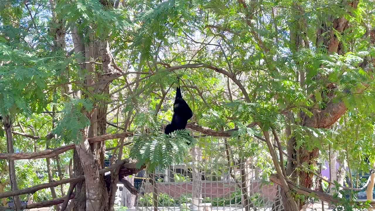 гиббон грациозно качается по пышным зеленым деревьям.