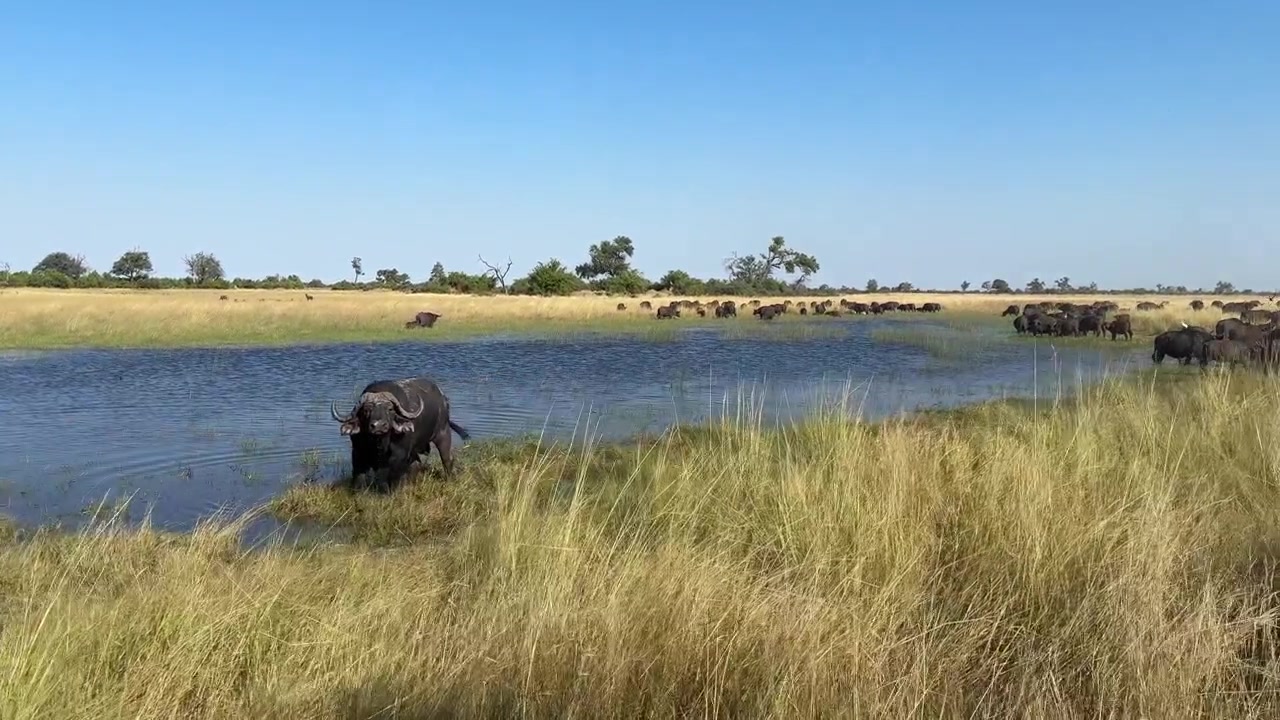 Driving past big male buffalo in water