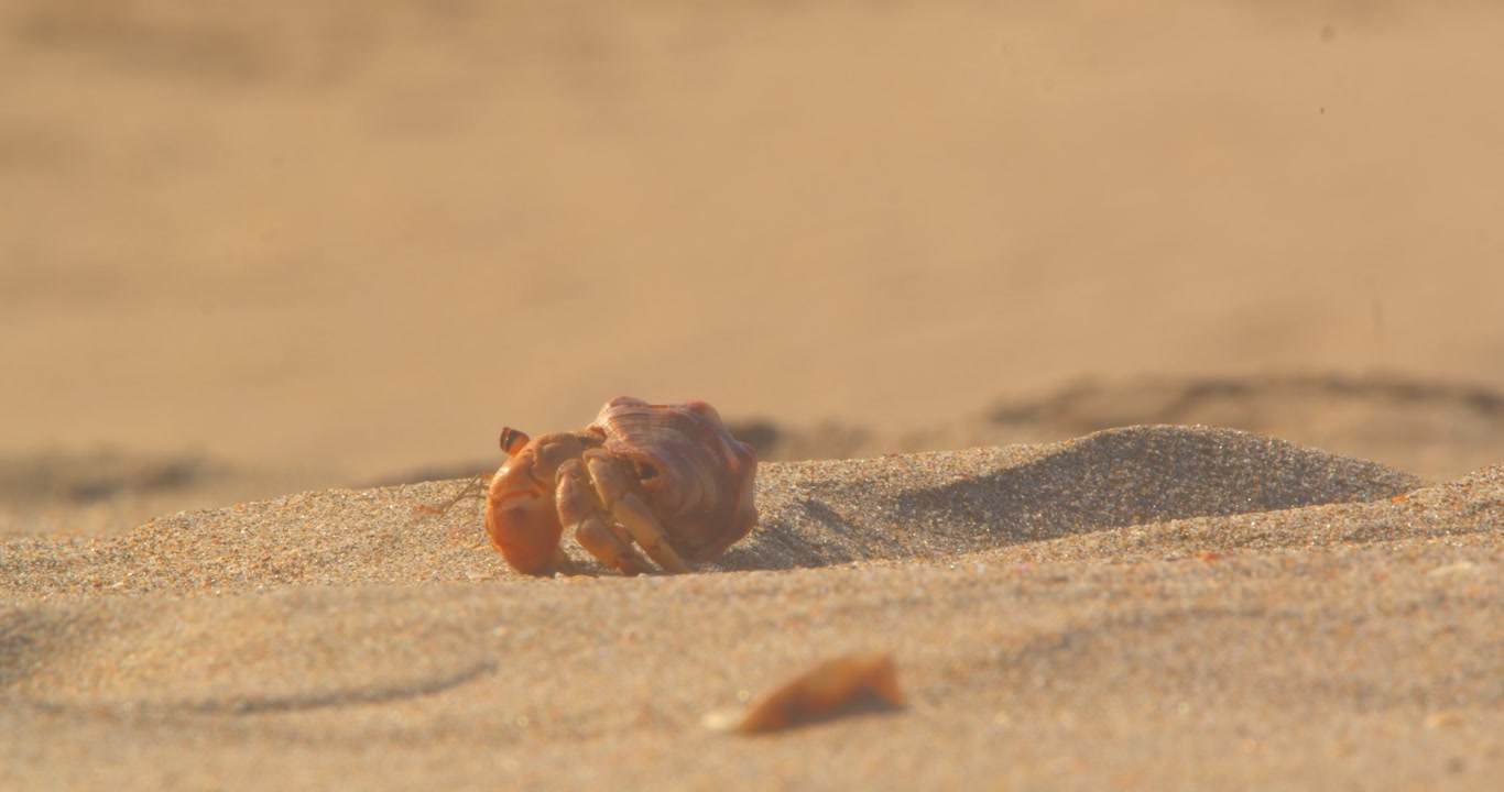 Hermit crab emerging from small sand burrow and walking out of frame Piura Peru