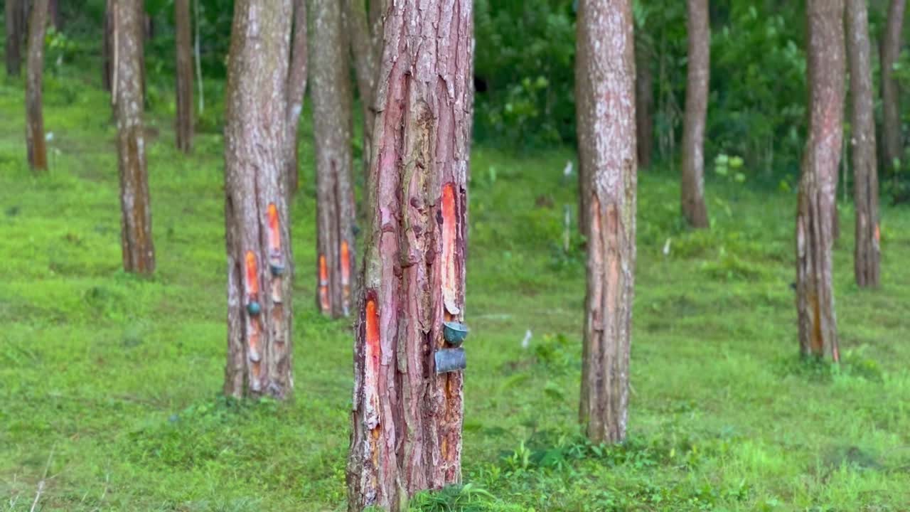 핑 고무 라텍스