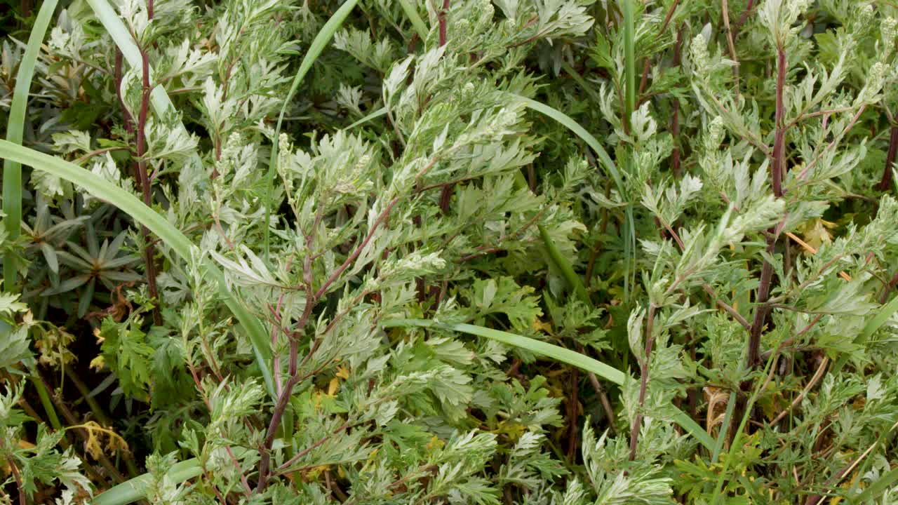 Lush wild plants and leaves sway gently in natural daylight, slight camera movement, outdoor setting