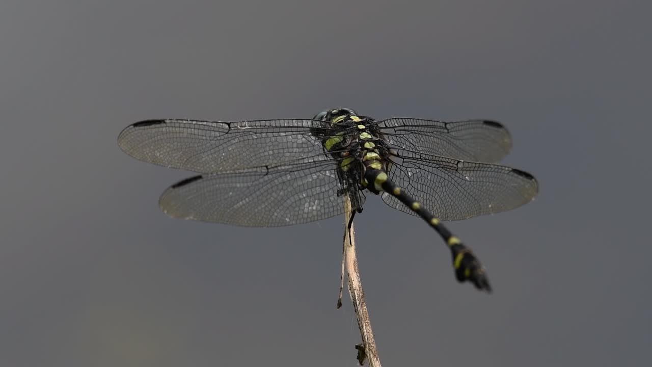 la libélula de cola de brida común se ve comúnmente en tailandia y asia