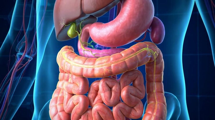Digital Medical Visualization Of The Human Digestive System Organs Rendered In Clean Translucent Detail