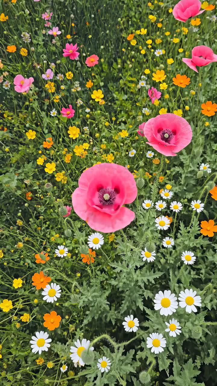 Vista aerea di un vivace prato di fiori selvatici con fioriture rosa, gialle e bianche, ideale per un progetto sulla natura.