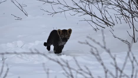 snow leopard cub in snowy landscape