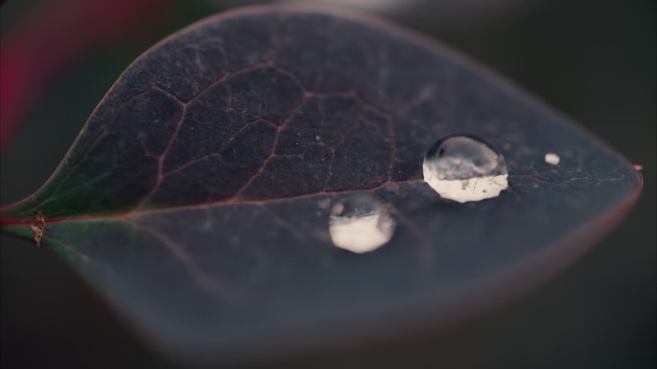 Close up of water drops on green leafs of a plant in a garden