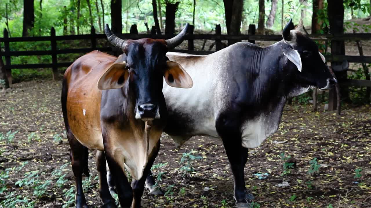 Cows (ox, cattle) in Nicaragua kept in enclosure made in rainforest jungle. Close up shot. Nicaragua, Middle America.