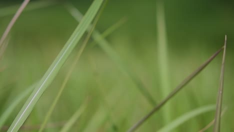 una hierba perenne originaria de asia tropical y subtropical y también introducida en varios países