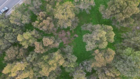 native-trees-on-the-highway,-commune-of-melipilla,-chile