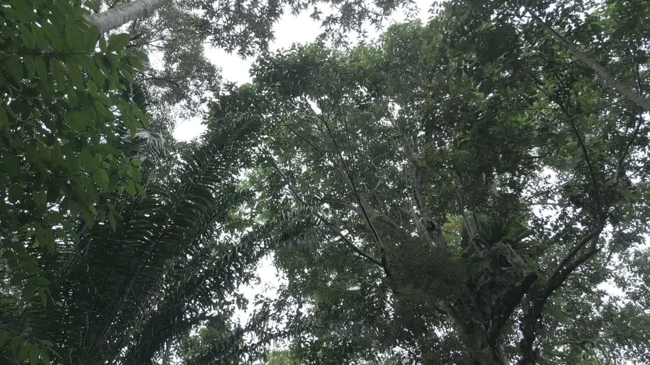 Vista aérea con drones de un precioso bosque pluvial profundo y verde de Sarawak, con grandes árboles, agua de manantial limpia y una naturaleza espectacular