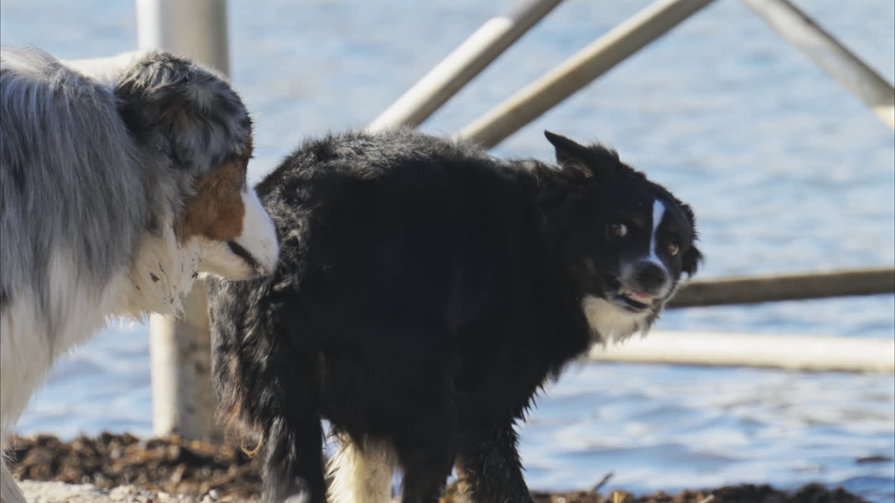 A dog being aggressive towards another one at the beach in daylight