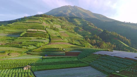 Luftaufnahme-Der-Indonesischen-Naturlandschaft-Mit-Grünen-Plantagen-Am-Hang-Des-Berges