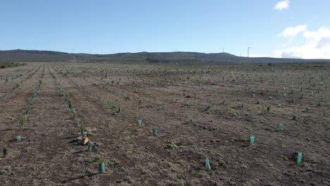 Vista-Aérea-De-Una-Nueva-Plantación-De-Algunos-árboles-De-Ericacea-Y-Calluna-Vulgaris-Para-Ayudar-En-La-Recolección-De-Agua-De-Lluvia,-Drones-Avanzando-Sobre-La-Plantación,-4k,-60fps