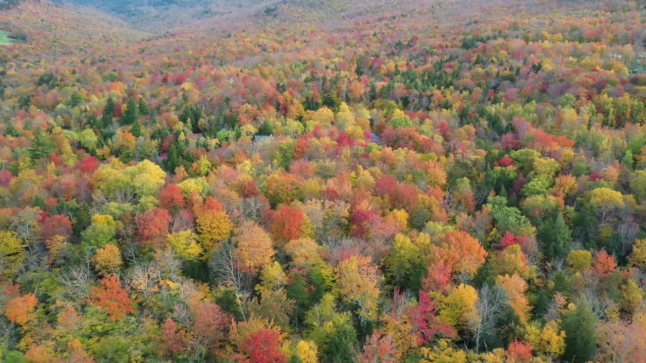 Forest in Autumn Leaves Colors, Aerial View of Colorful Fairytale Fall Landscape in American Countryside