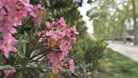 hermosas flores rosadas en montpellier durante la primavera