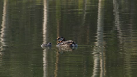 adorable baby grebette in pond looks up at parent grebe swimming nearby
