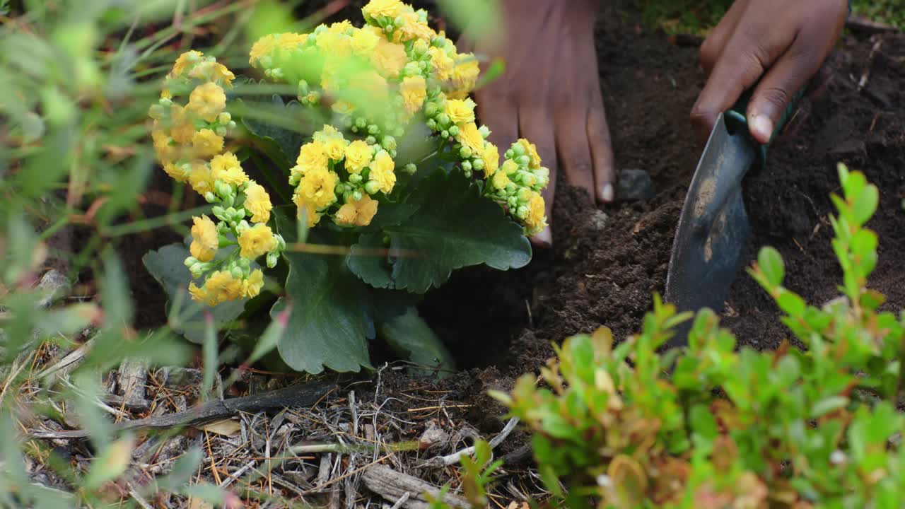 Afroamerikansk gartner graver i jorden med en håndskovl, mens han placerer en gul potteplante til udplantning.