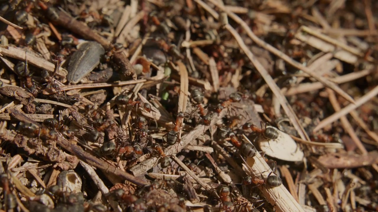 Formiche rosse strisciano su legno secco e terra. Piccoli insetti si muovono rapidamente in una colonia indaffarata. La scena mostra il comportamento naturale della fauna selvatica in un ambiente esterno. Filmato ideale per progetti di natura, biologia o ambientali.
