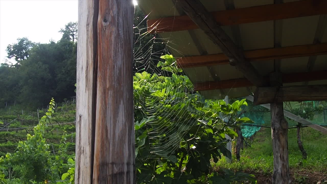 red de araña en las vides del tirol del sur, italia