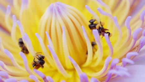 beautiful waterlily or lotus flower with bee