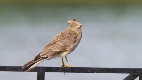 Chimango-caracara-falcon-bird,-talons-grasp-railing-by-river,-windswept-feathers