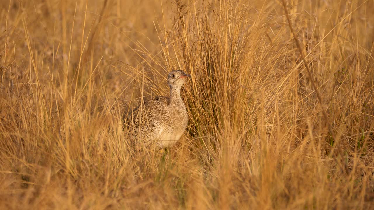 Nahaufnahme eines weiblichen Schwarzflügel-Lappenhuhns, das sich im Gras eines südafrikanischen Wildreservats versteckt