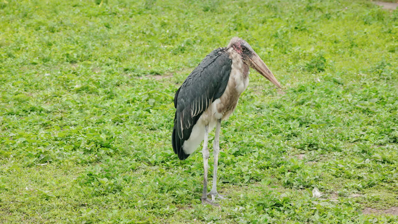 Marabou Stork in a Field