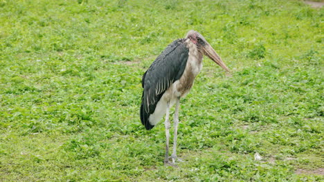 marabou stork in a field