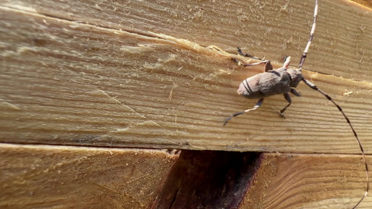 Scarabeo maschio del legno (Acanthocinus aedilis) inizia a camminare su una tavola di legno. Saaremaa, Estonia.