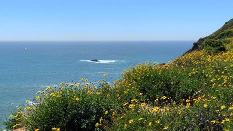 4k-60p,-Gelbe-Wildblumen-Wehen-Sanft-In-Der-Meeresbrise,-Die-An-Einem-Sommertag-Auf-Einer-Klippe-Thront