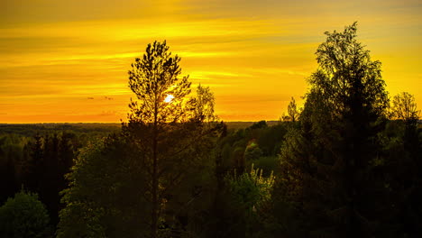 Rayos-De-Sol-Retroiluminados-En-El-Bosque-De-Coníferas-Al-Atardecer,-Tiro-De-Lapso-De-Tiempo-De-Verano