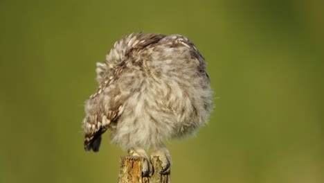 one little owl perched on wooden pole preens feathers and looking at camera - closeup