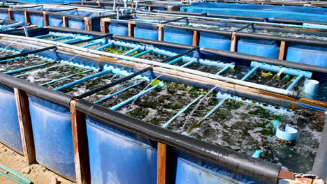 aerated and bubbling abalone tank with algae growth for abalone spat, aquafarm