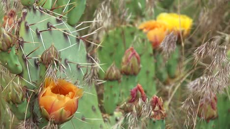 primer plano de cactus del desierto floreciente en el parque nacional de zion