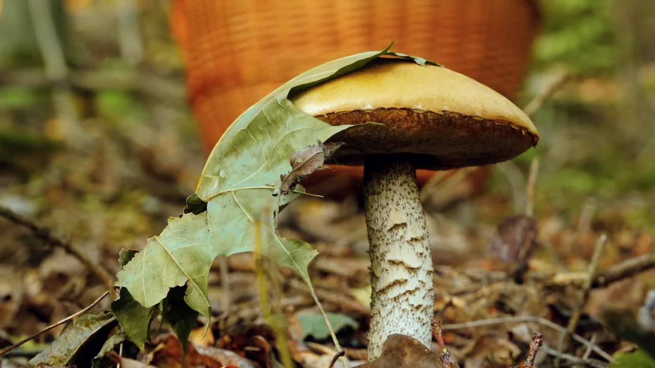 Autumn mushrooms in the forest sunlight in the forest
