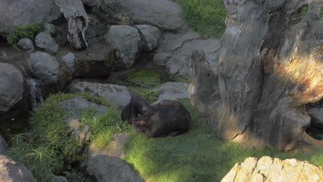 chimp parent with baby