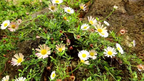 Sanfter-Tau-Aus-Gänseblümchen,-Der-Morgens-Auf-Die-Straße-Und-Die-Vegetation-Fällt