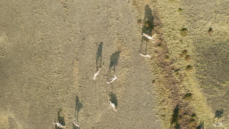 sombras de renos pastando en el campo en el sur de islandia en un día soleado - disparo estático de drones, de arriba hacia abajo