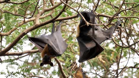 lyle's flying fox washes, licking the skin of the wing