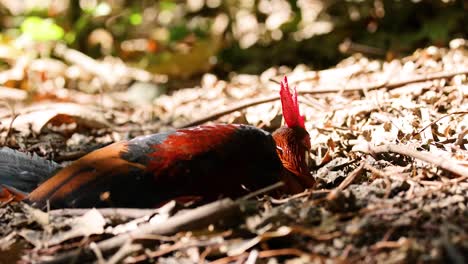 a junglefowl enjoys a dust bath in sunlight