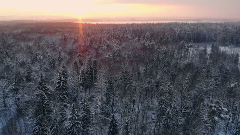 aerial flight of a winter forest. flying over the snowy forests of the sun sets orange over the white trees