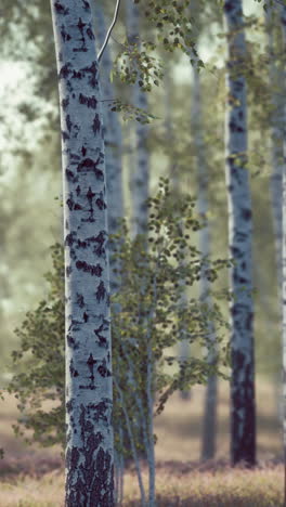 birch forest