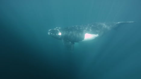 a baby southern right whale swimming freely under the bright blue sea in patagonia, argentina - underwater slowmo