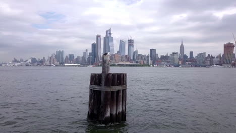 Möwe-Mit-Skyline-Von-New-York-Im-Hintergrund