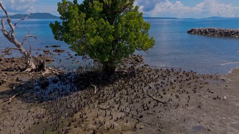 A-single-lush-tree-next-to-a-beautiful-clear-coastline,-surrounded-by-old-mangrove-growth-on-a-bright-sunny-day